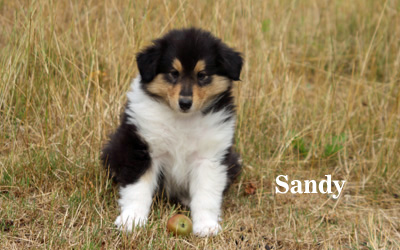 Sandy - 7. Woche